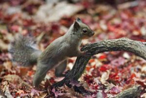 ¿Qué comen las ardillas? Recolección y dieta