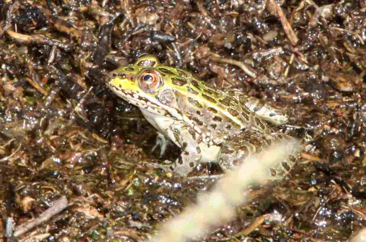 Rana chiricahuensis, Lithobates chiricahuensis