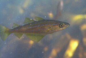 Abadejo (Pollachius pollachius), características, hábitat y comportamiento