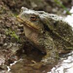 bufo-spinosus