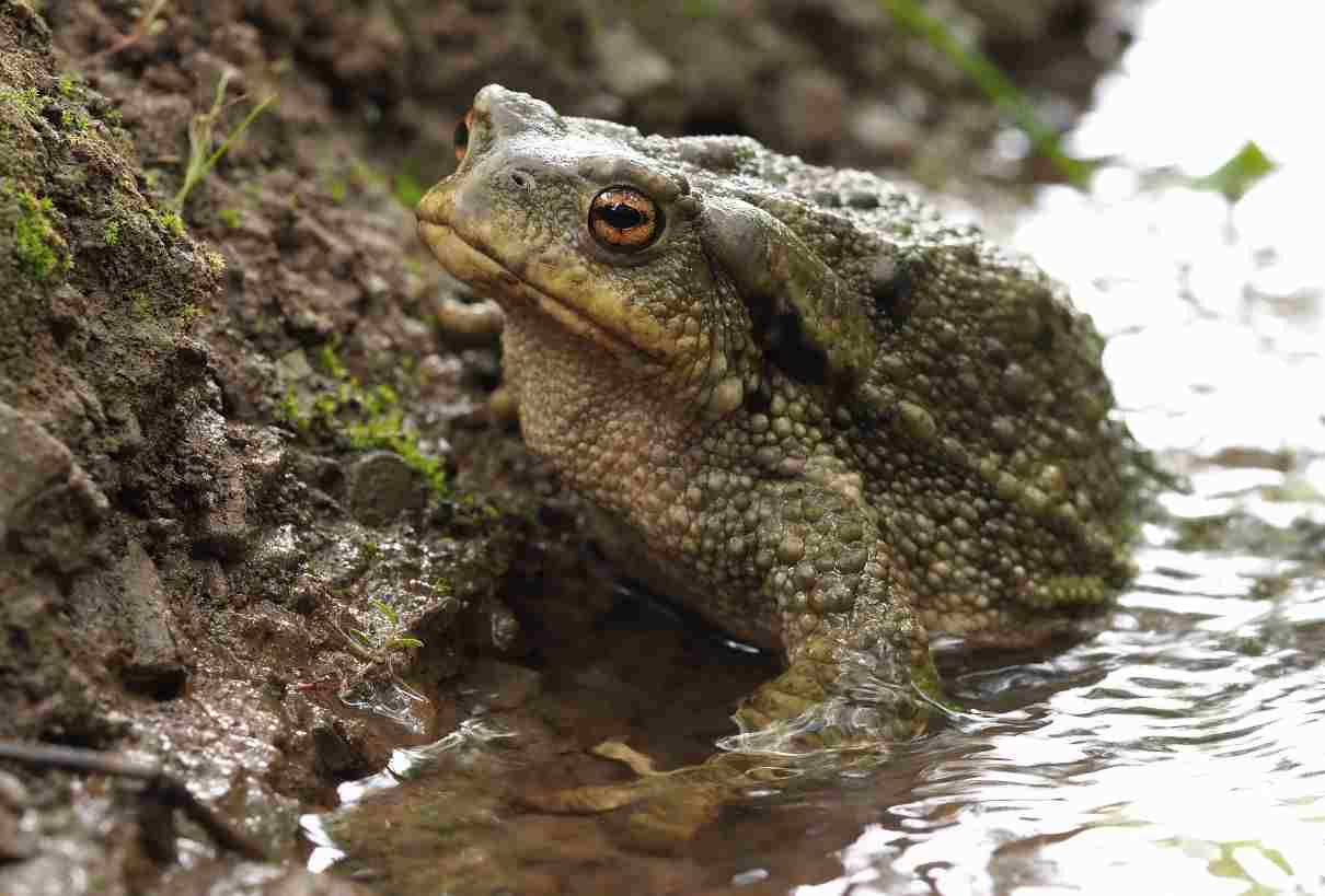 Bufo spinosus