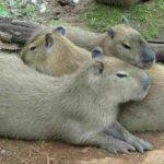 capibara-hydrochoerus-hydrochaeris