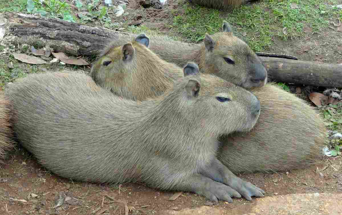 Capibara, Hydrochoerus hydrochaeris, hábitat, características y  comportamiento