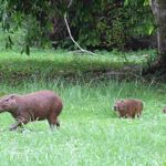 capibara-menor-hydrochoerus-isthmius