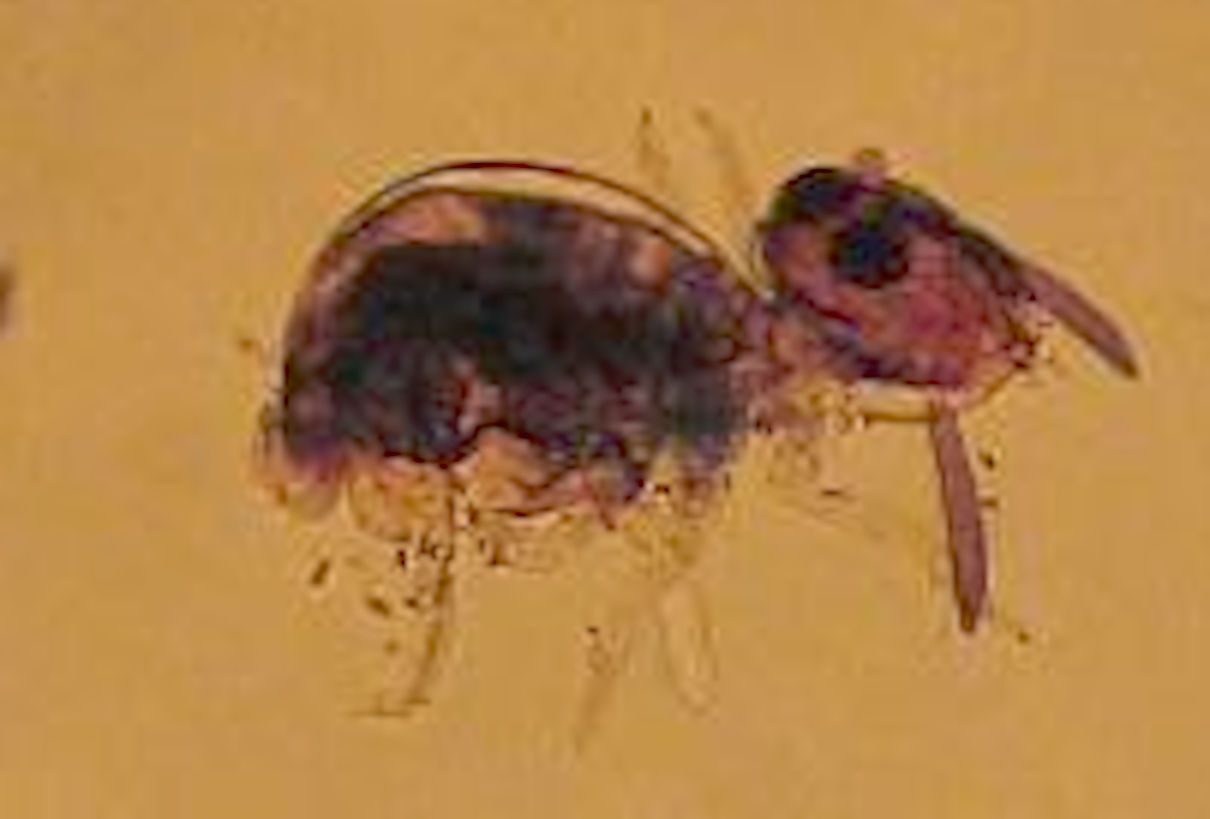 Colémbolos, Collembola