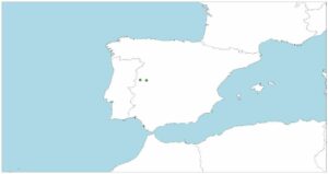 Colmilleja de Alagón, Cobitis vettonica, un pez pequeño y curioso