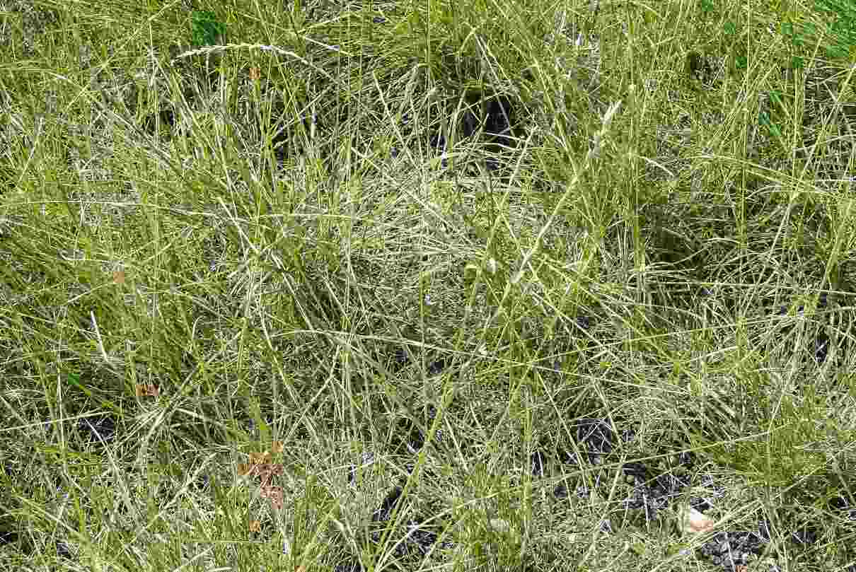 Cómo sembrar cesped