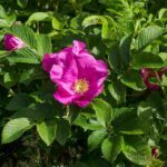 Cómo sembrar rosales, guía para plantar esta planta ornamental como-sembrar-rosales