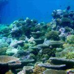 ecosistemas-marinos