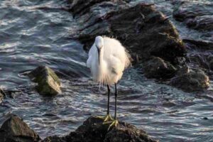 Garceta común, Egretta garzetta, una esbelta garza blanca