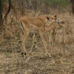 impala-aepyceros-melampus