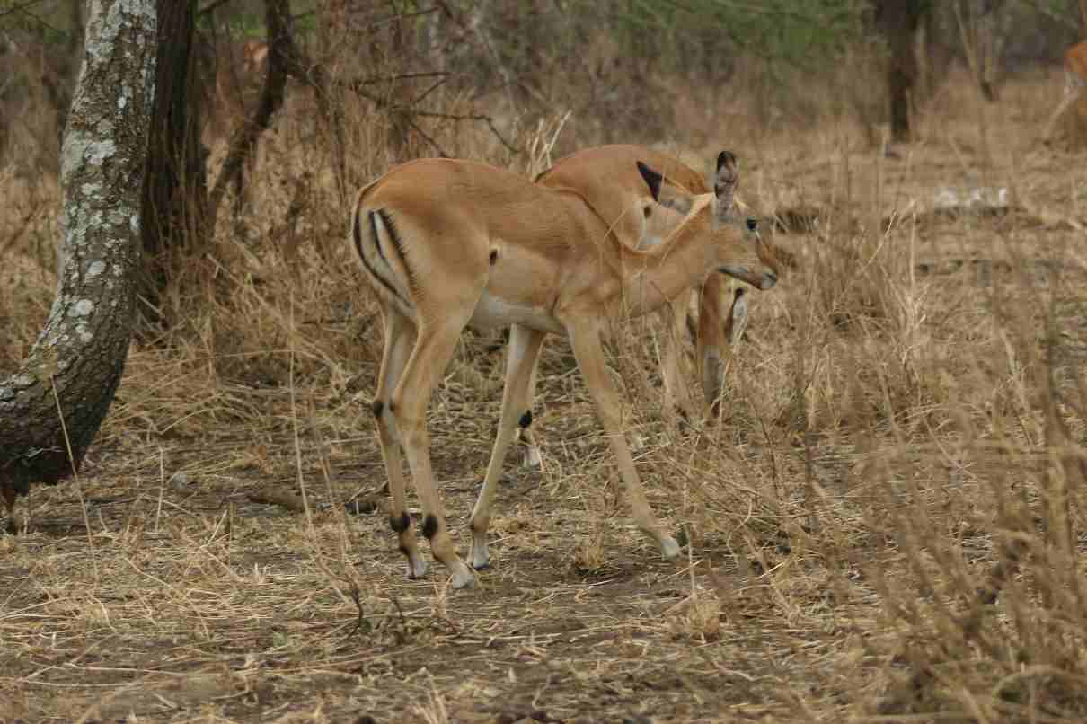 Impala, Aepyceros melampus, un animal elegante de África