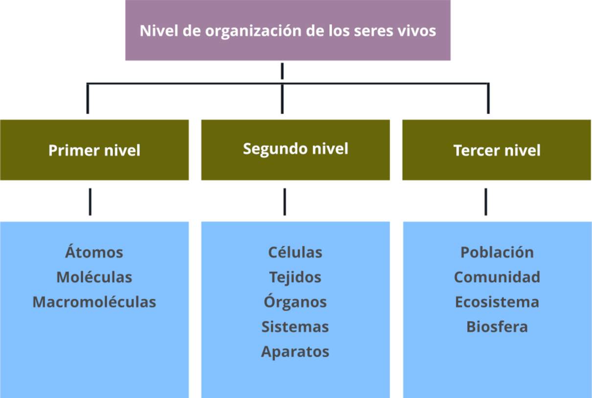 Niveles De Organización De Los Seres Vivos Ordenados Según Jerarquía