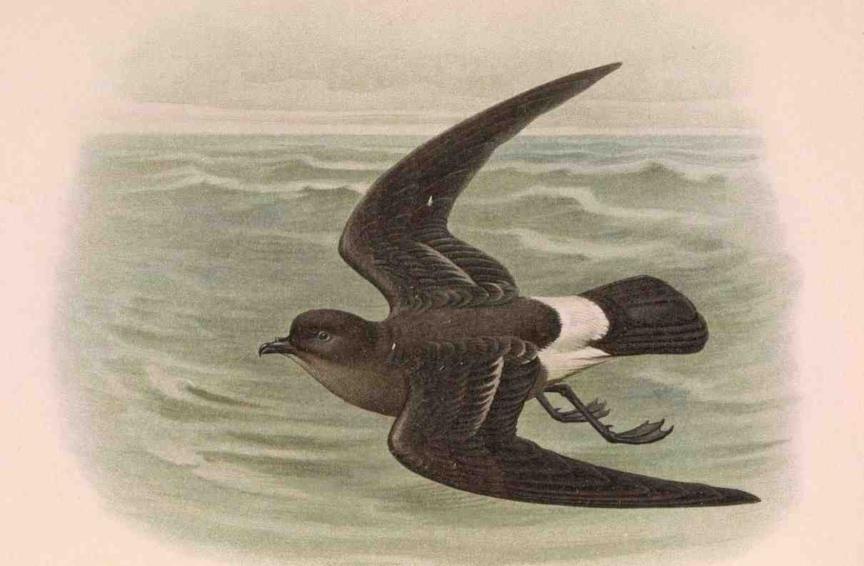 Paíño europeo, Hydrobates pelagicus, el pájaro de las tormentas