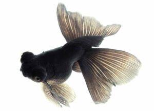 Peces para principiantes, todo lo que necesitas saber