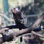 primates-de-sudamerica