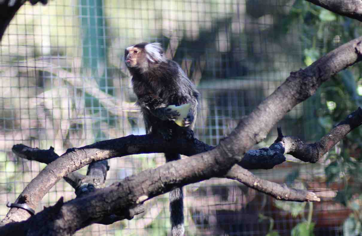 Primates de Sudamérica