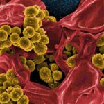 reproduccion-de-las-bacterias