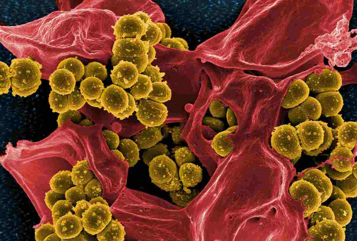 Reproducción de las bacterias