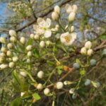 Reproducción de las plantas, vasculares y no vasculares. Ciclo de vida reproduccion-de-las-plantas