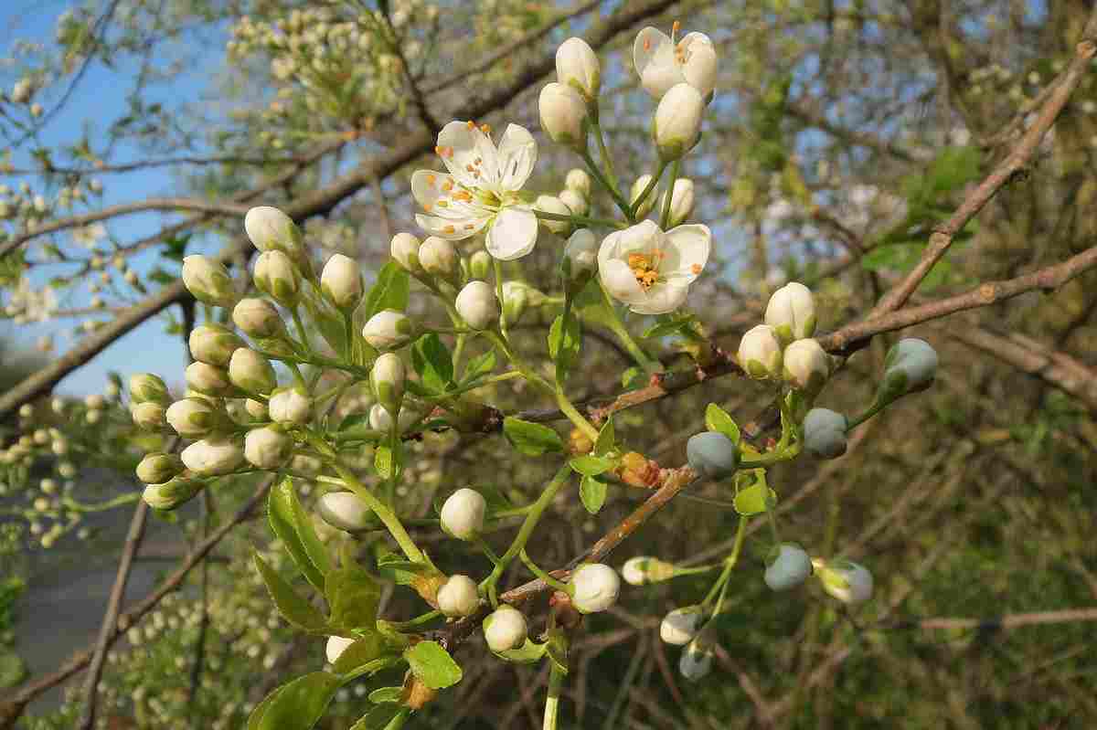 Reproducción de las plantas
