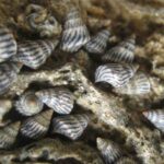 reproduccion-de-los-caracoles