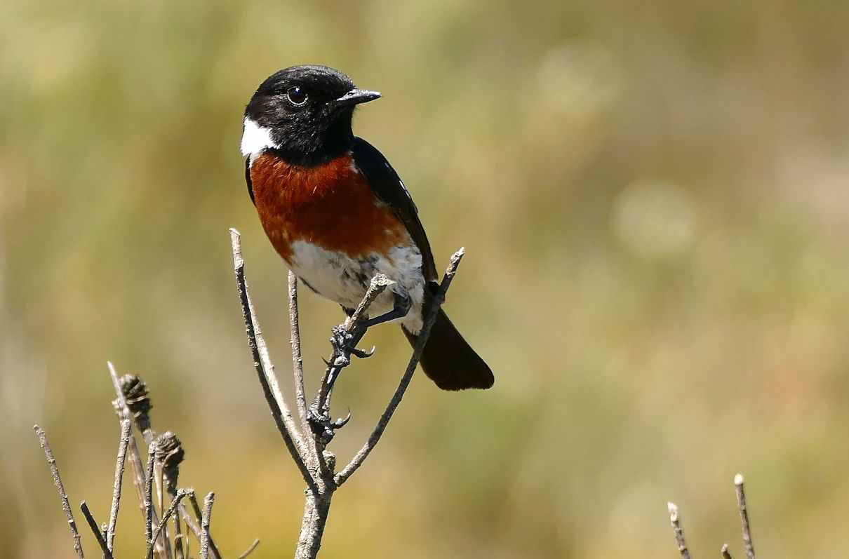 Tarabilla común, Saxicola torquatus