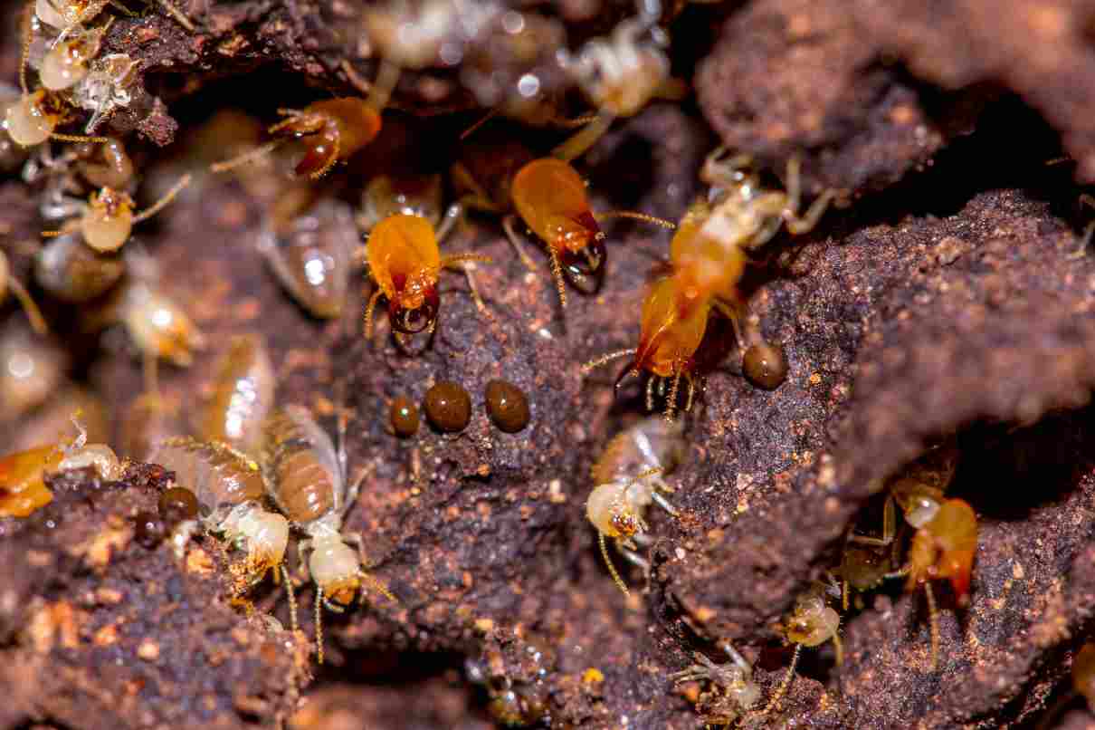 Termitas, isópteros, características y ciclo biológico