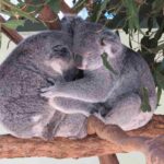 Comportamiento-de-los-Koalas
