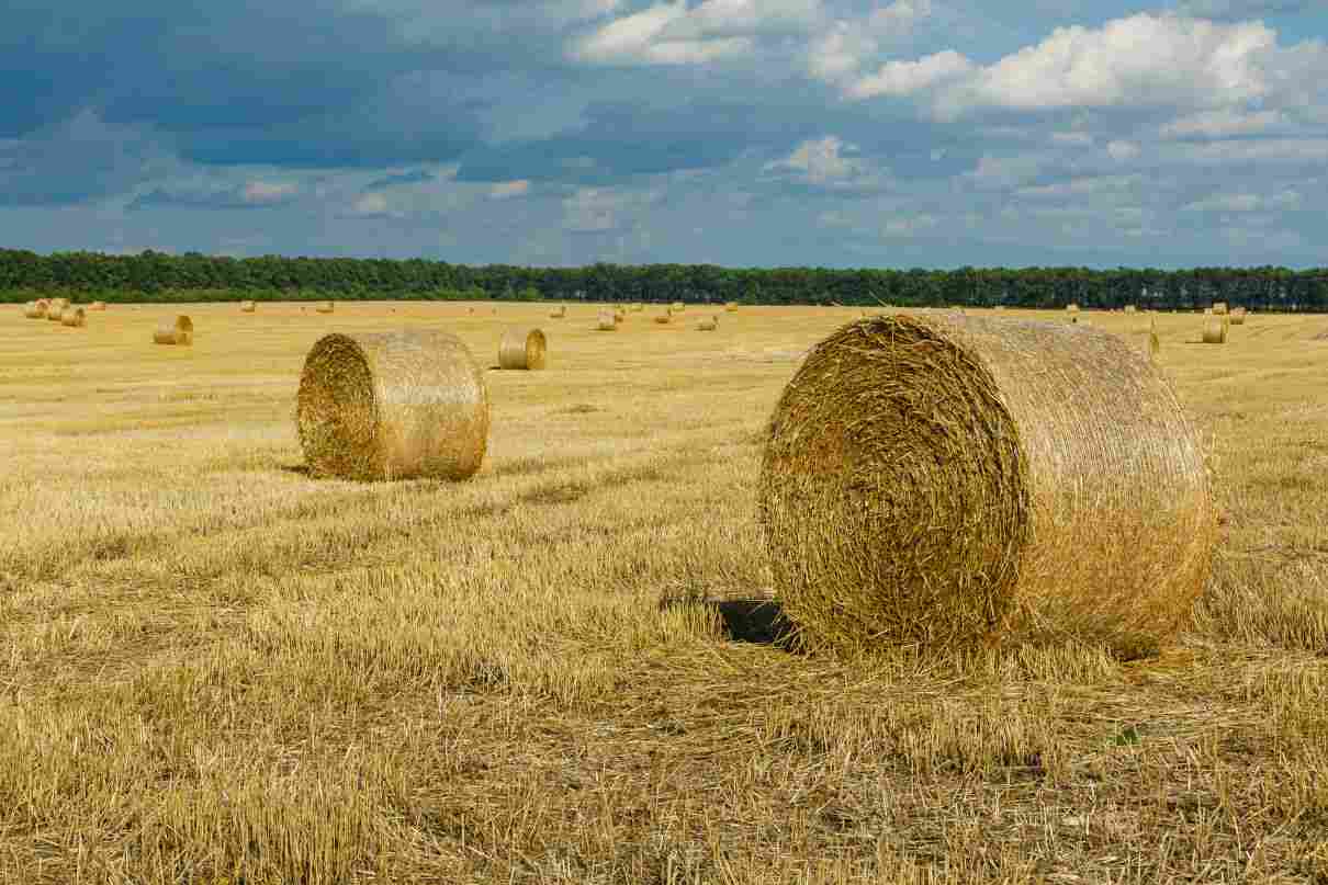 Agricultura extensiva