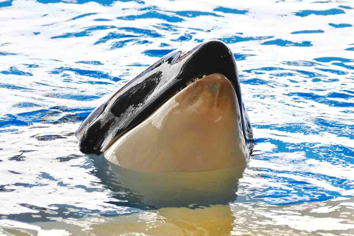 Foto seleccionada para alimentación de las ballenas