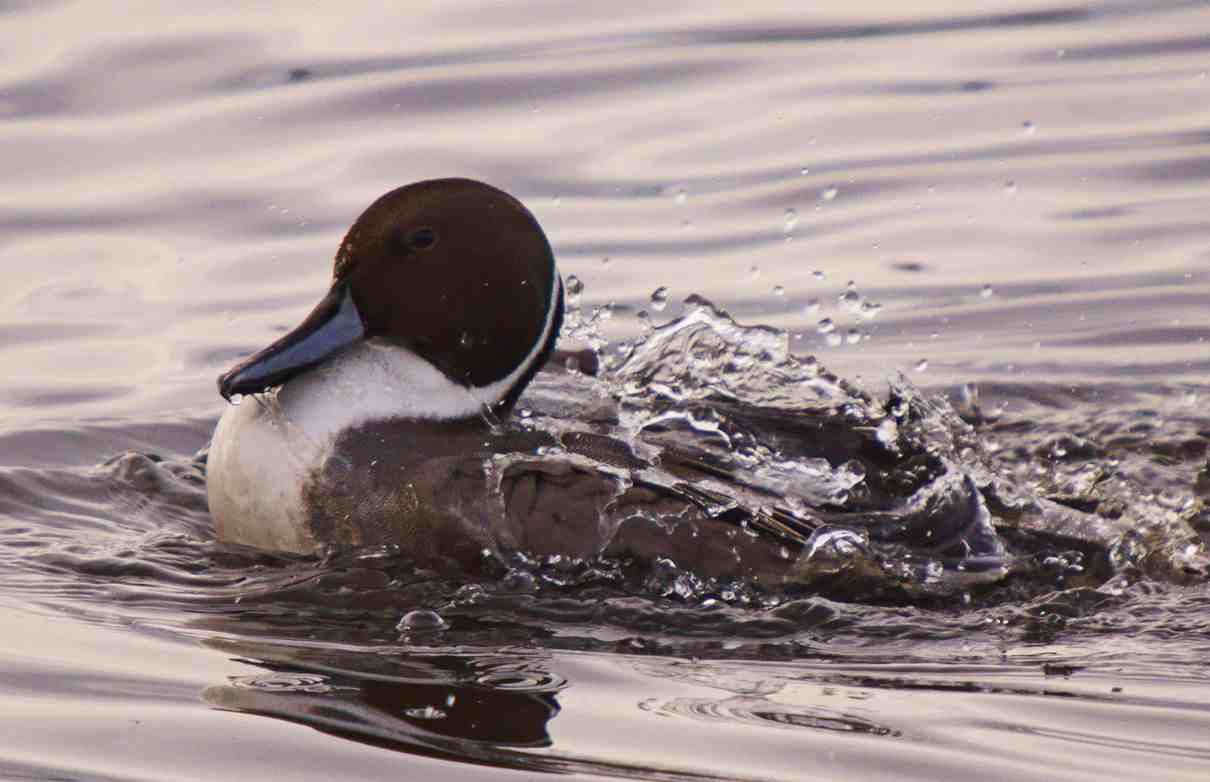 Ánade rabudo, Anas acuta, un pato muy hermoso y elegante