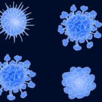 ciclo-replicativo-de-los-virus