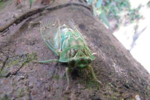 Cigarras (Cicádidos), cómo son, características y morfología. El sonido