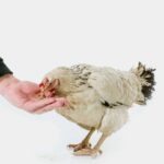 comportamiento-de-las-gallinas