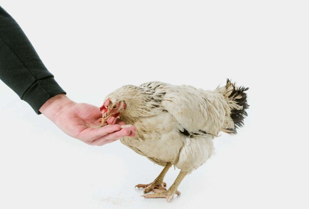 Comportamiento de las gallinas