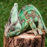 comportamiento-de-los-camaleones