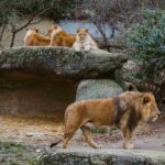 comportamiento-de-los-leones