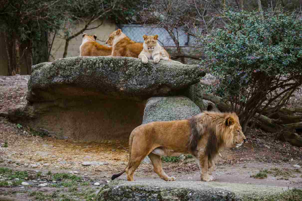 Comportamiento de los leones