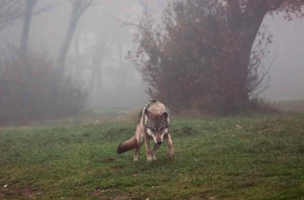 Comportamiento de los lobos