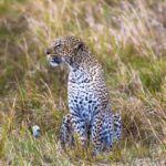 comportamiento-del-leopardo-panthera-pardus