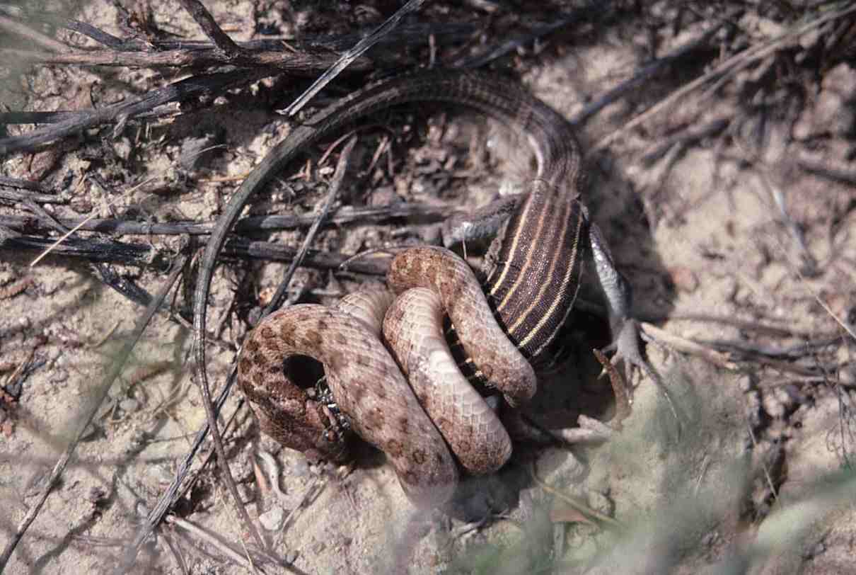 Culebra nocturna, Hypsiglena torquata