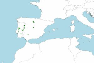 Boga del Tajo, Pseudochondrostoma polylepis, un pez ágil y escurridizo