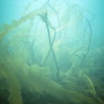 kelp