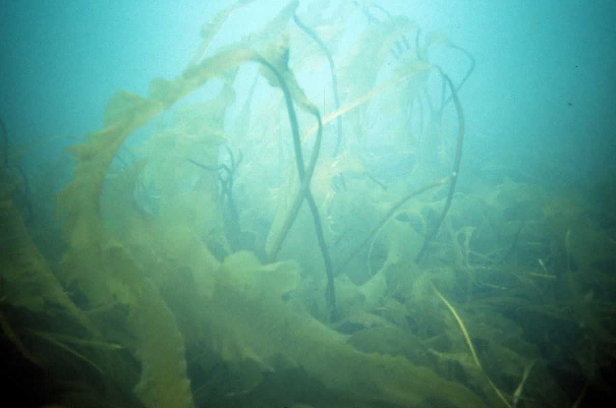 Kelp