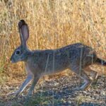 liebre-de-california-lepus-californicus