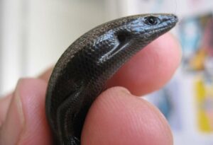 La lisa dorada, un llamativo y elegante reptil de las Islas Canarias