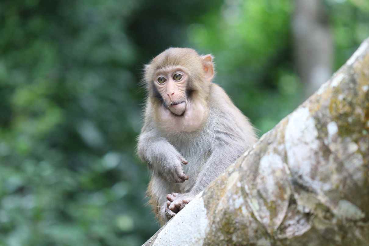 Macaco Rhesus, Macaca mulatta, un primate muy inteligente y sociable