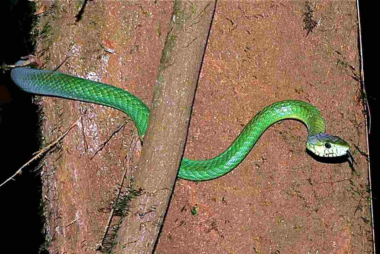 Mamba de Jameson, una serpiente venenosa de rápidos movimientos