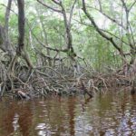 manglar